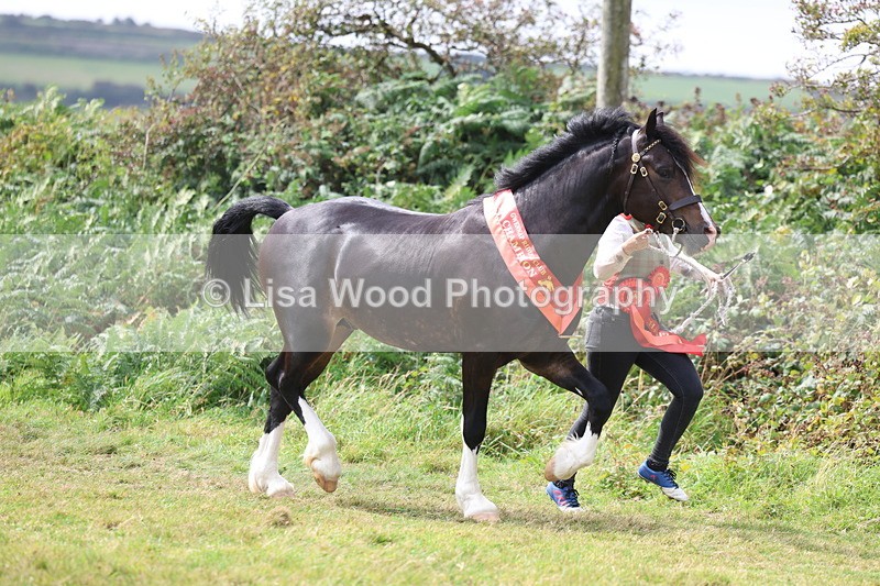 3E7A5777 - In Hand Championship