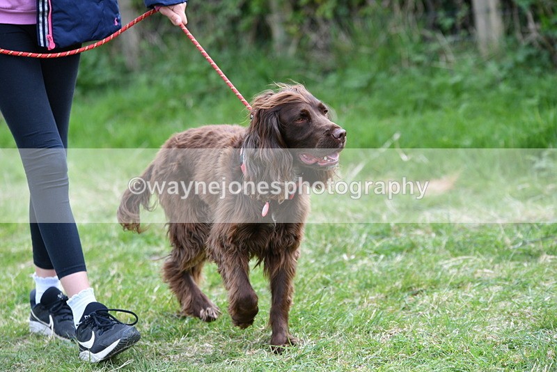 WJ5_9481 - Class 3 Most Handsome Dog
