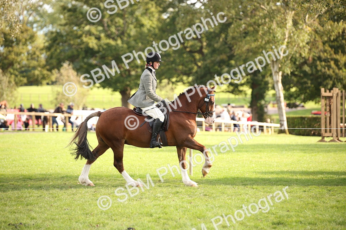 SBM_54248 - S27 - Mature Veteran - Ridden