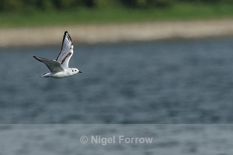 Bonaparte's Gull above Farmoor Reservoir - Bonaparte's Gull