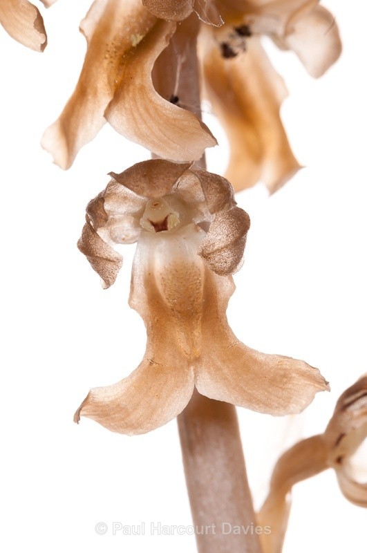  - WB: Orchids - Various