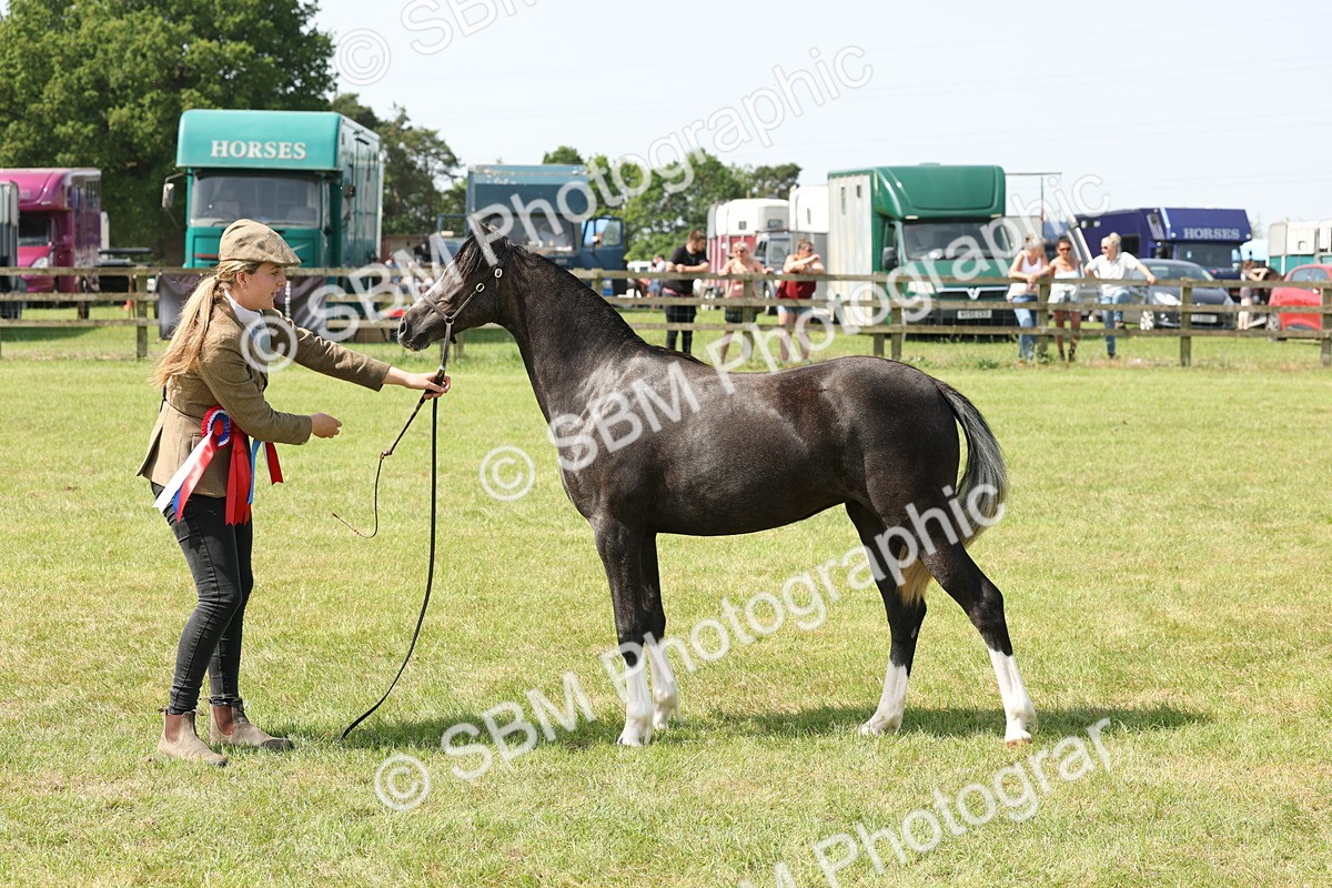 SBM_02426 - Class 6-13 - Mountatin and Moorland In Hand Welsh Breeds