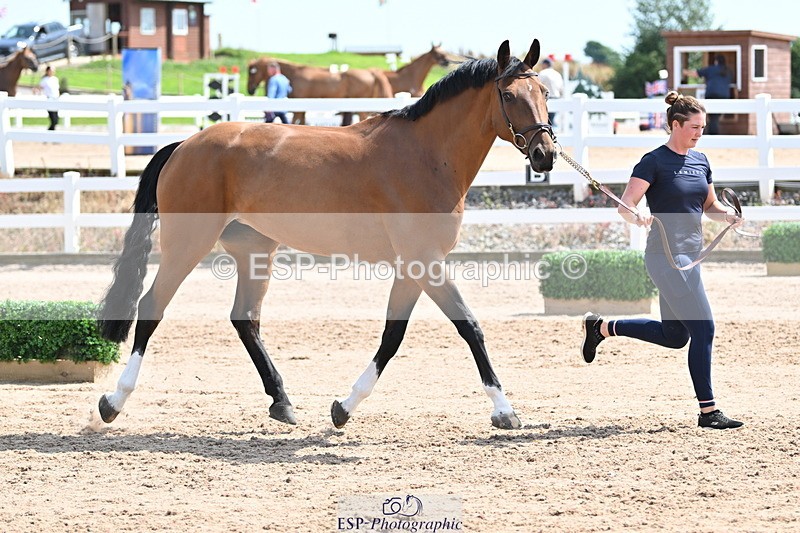 240717A-150430-02507 - Trot Up 3pm to 4pm