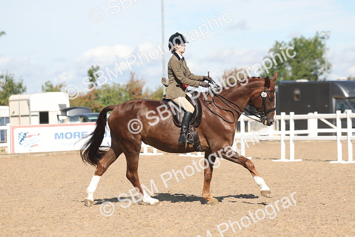 SBM_13139 - Class 305 - Ridden Foreign Breed Pure Bred