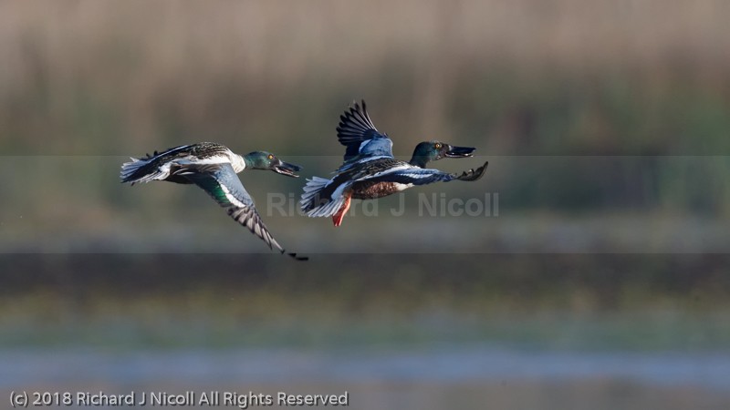 Shoveler (Anas clypeata) chasing - Shoveler (Anas clypeata)