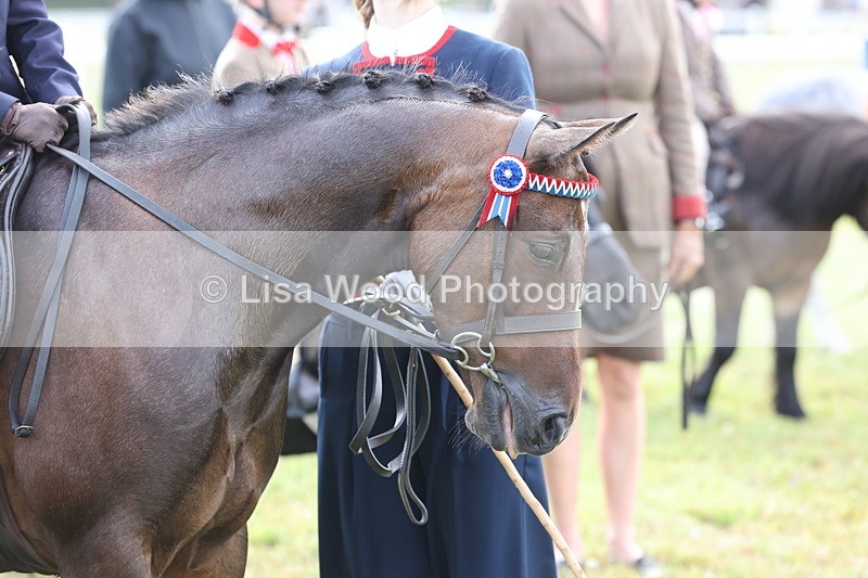 JPP_0410 - Class 14: Cornish Combination Leading Rein