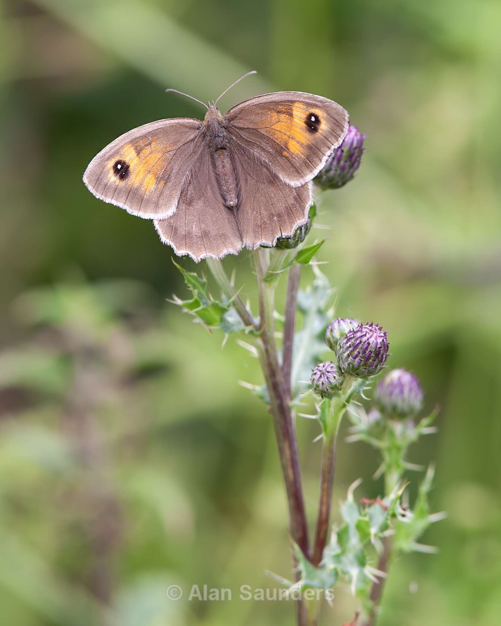 Meadow Brown 2