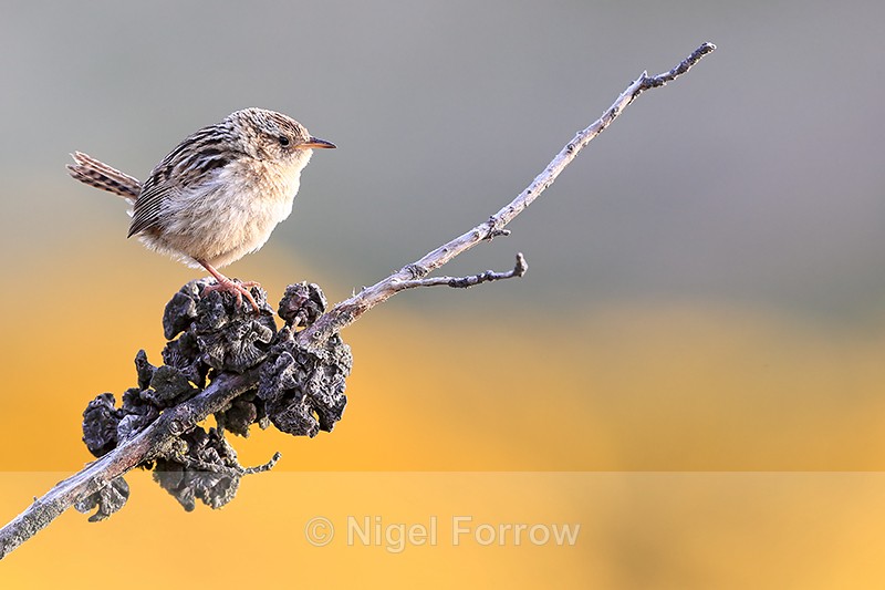 Falkland Grass Wren yellow gorse background, Carcass Island, Falklands - Falkland Grass Wren