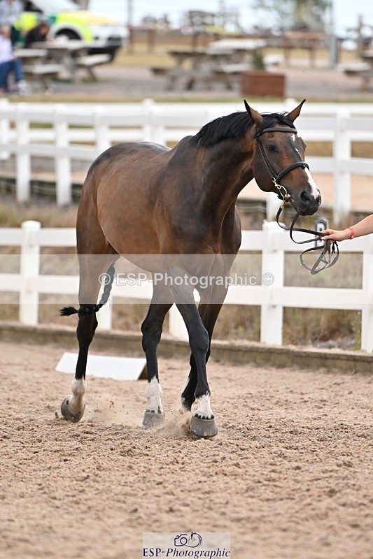 250716-145704-01543 - Trot Up 2.30 to 3.30