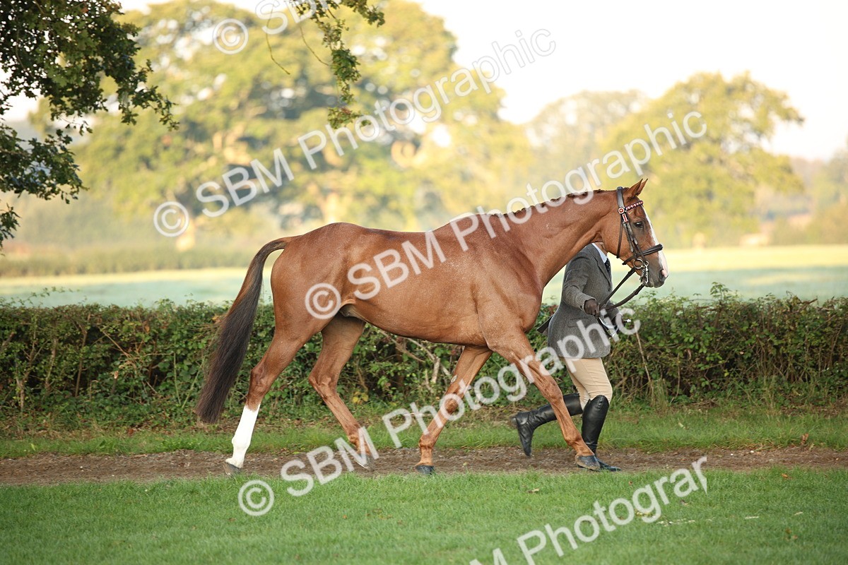 SBM_56817 - S49 - Riding Horse & Hack & Thoroughbred In Hand