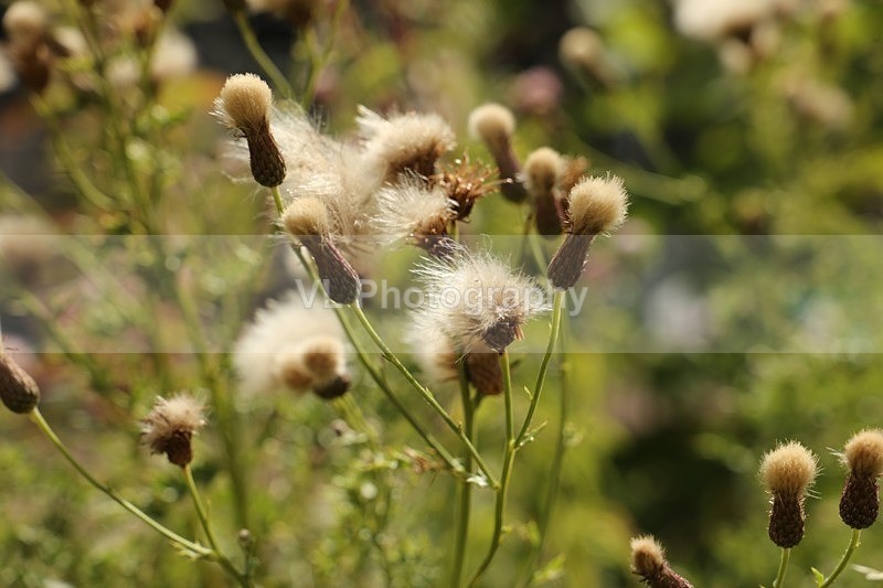 1G5A0980 - Plants and Trees