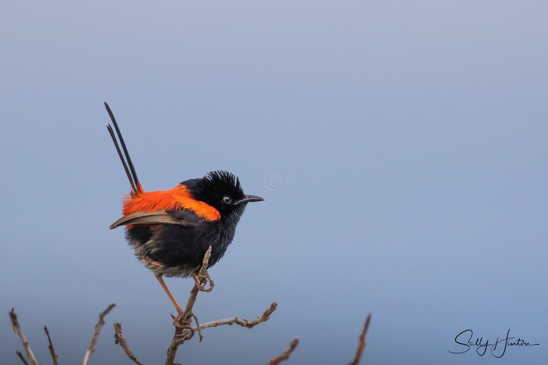 Red Wren Male 2