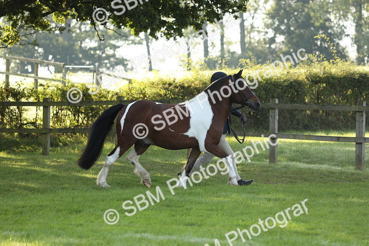 SBM_60842 - S43 - Coloured Pony In Hand