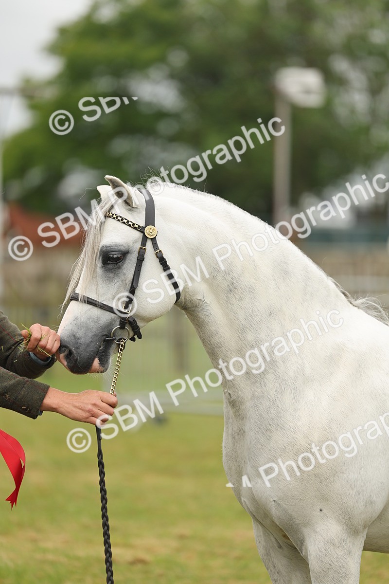 SBM_02293 - Class 50-57 - M&M Welsh Pony In Hand