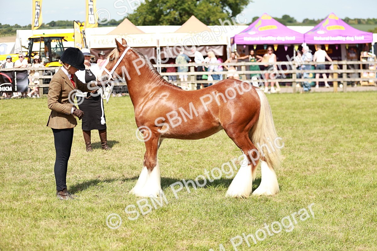 SBM_08627 - Class 63-65 - Traditional Gypsy Cobs In Hand & Ridden