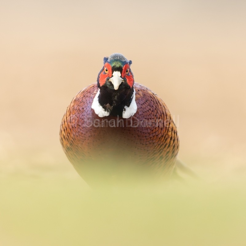 Pheasant Approach 202612 - Greeting Cards