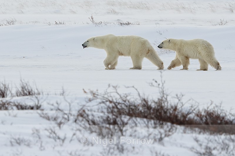 Polar Bear female tasting the air, Churchill, Canada - Polar Bear