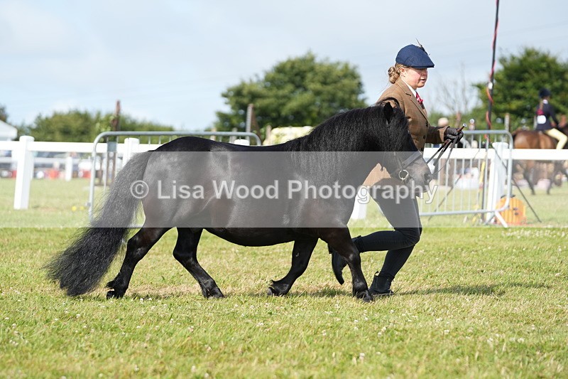 DSC05197 - Class 49: NPS Shetland 4 years and over