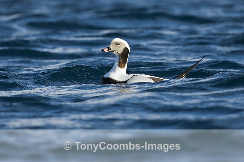 Long-tailed Duck (m) - Foreign Selection