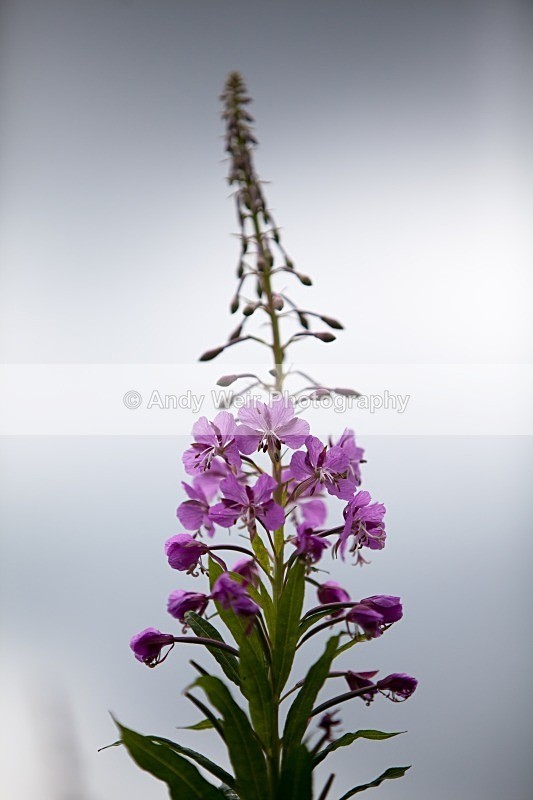 20120708-_MG_9157 - Plants and Flowers
