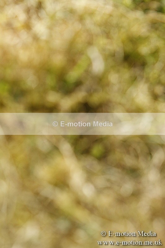 _BS_0811 - BVRC Show 2018 Ring 1