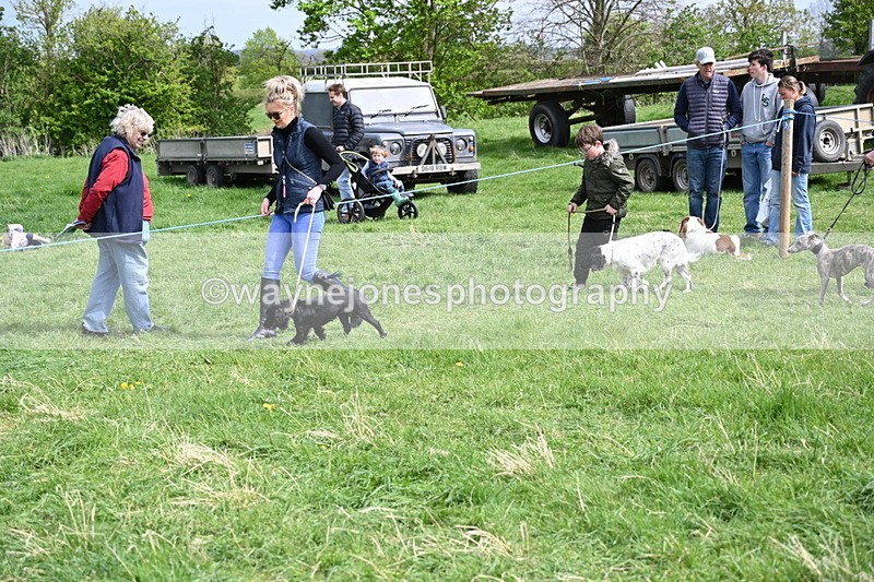 WJ6_8885 - Class 8 Best Working / Gun Dog or Bitch