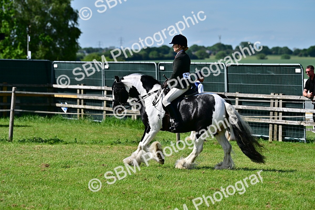 SBM_09323 - Class 63-65 - Traditional Gypsy Cobs In Hand & Ridden