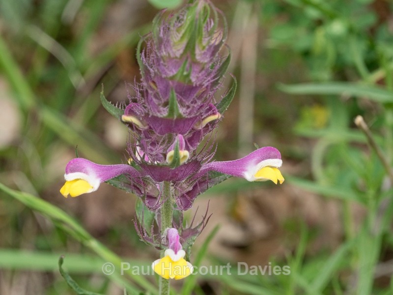 Field cow-wheat (Melampyrum arvense) - Wild Flowers - 1