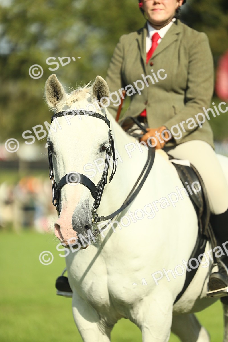 SBM_49906 - S32 - Novice & Newcomers Working Hunter