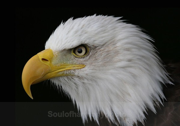 American Bald Eagle - Captured Wild life/Domestic/ livestock Animals
