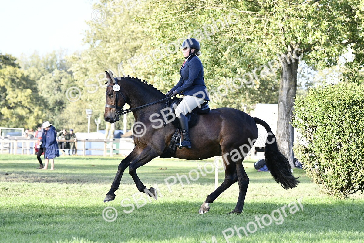 SBM_53523 - S14 - Riding Club Horse