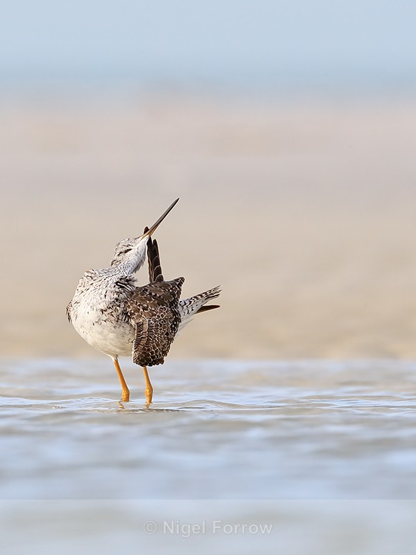Greater Yellowlegs preening tail feathers, Fort De Soto, Florida - Greater Yellowlegs