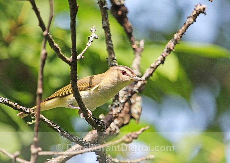 Red-eyed Vireo - Birds of Atlantic Canada