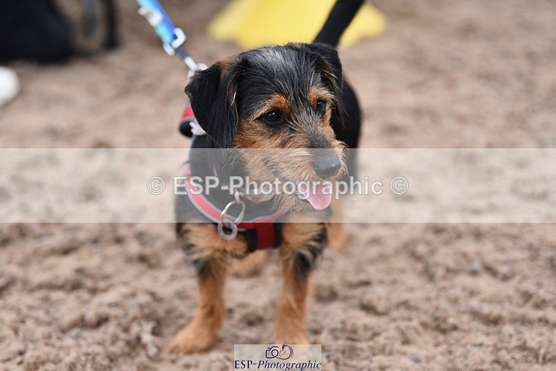 240518A-112626-00785 - Cls 1 Cutest Puppy