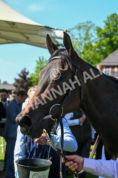 140525-Race 4-Whirl-2534 - Race 4 3.45pm Tattersalls Musidora Stakes