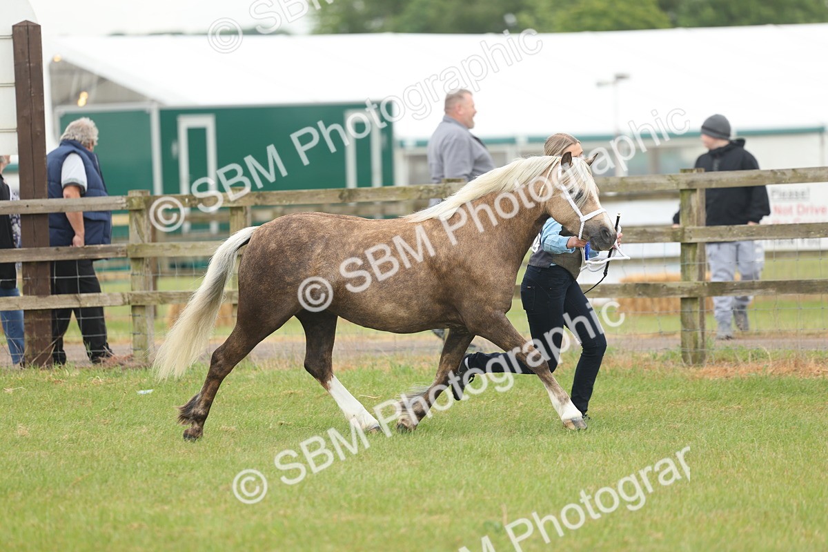 SBM_01673 - Class 50-57 - M&M Welsh Pony In Hand