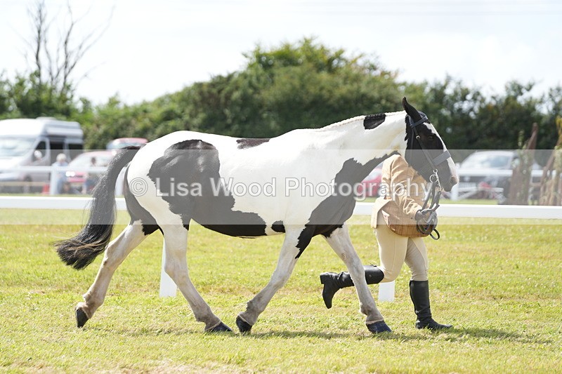 DSC07056 - Class 61: Coloured Horse 4yrs & Over
