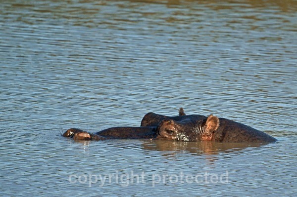 Hippo - Timbavati, South Africa - African Wildlife
