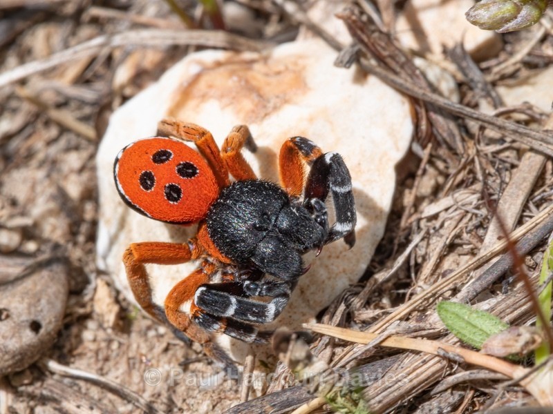 the ladybird spider (Eresus kollari,) - Insects, Spiders and other Animals