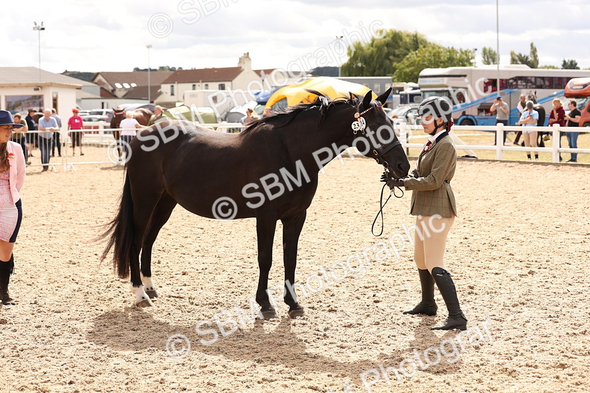 SBM_14699 - Class 208 - IH Veteran Horse