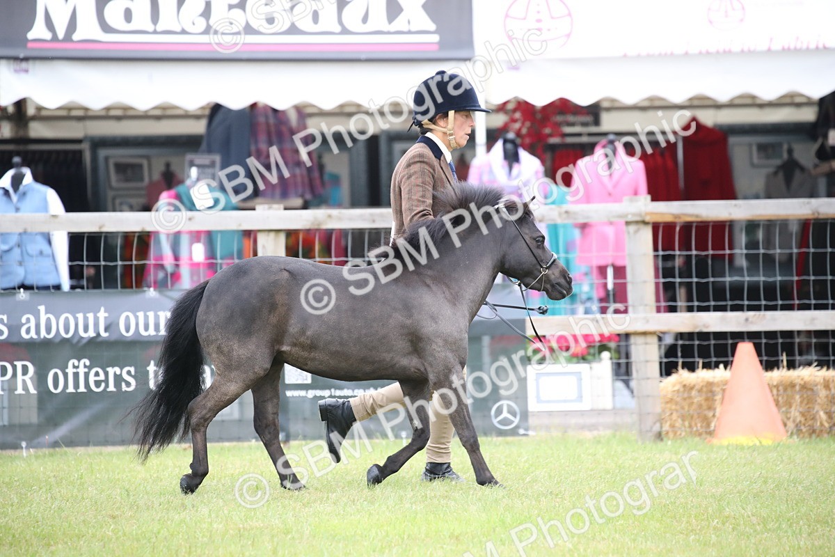 SBM_03875 - Class 23-25 - British Miniature Horse of the Year