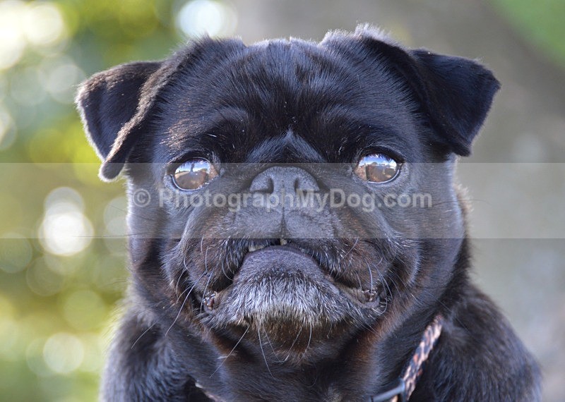  - Pugs
