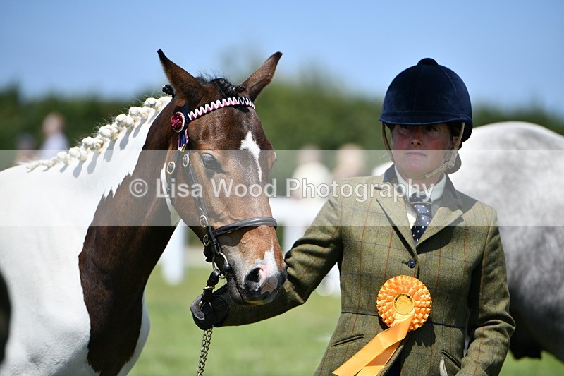 DSC_7557 - Class 63: Coloured Horse Youngstock