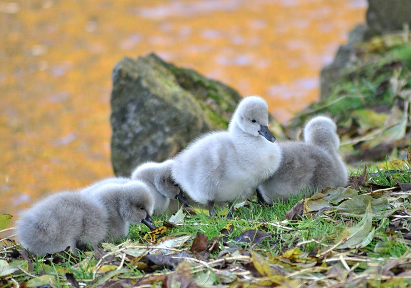 Four cute Black Swan Cygnets at Dawlish