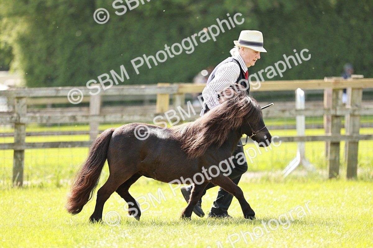 SBM_01878 - Class 14-23 - Mountain & Moorland In Hand Non Welsh