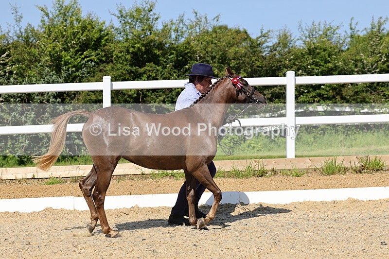 1X9A1127 - Class 9: Open Part Bred