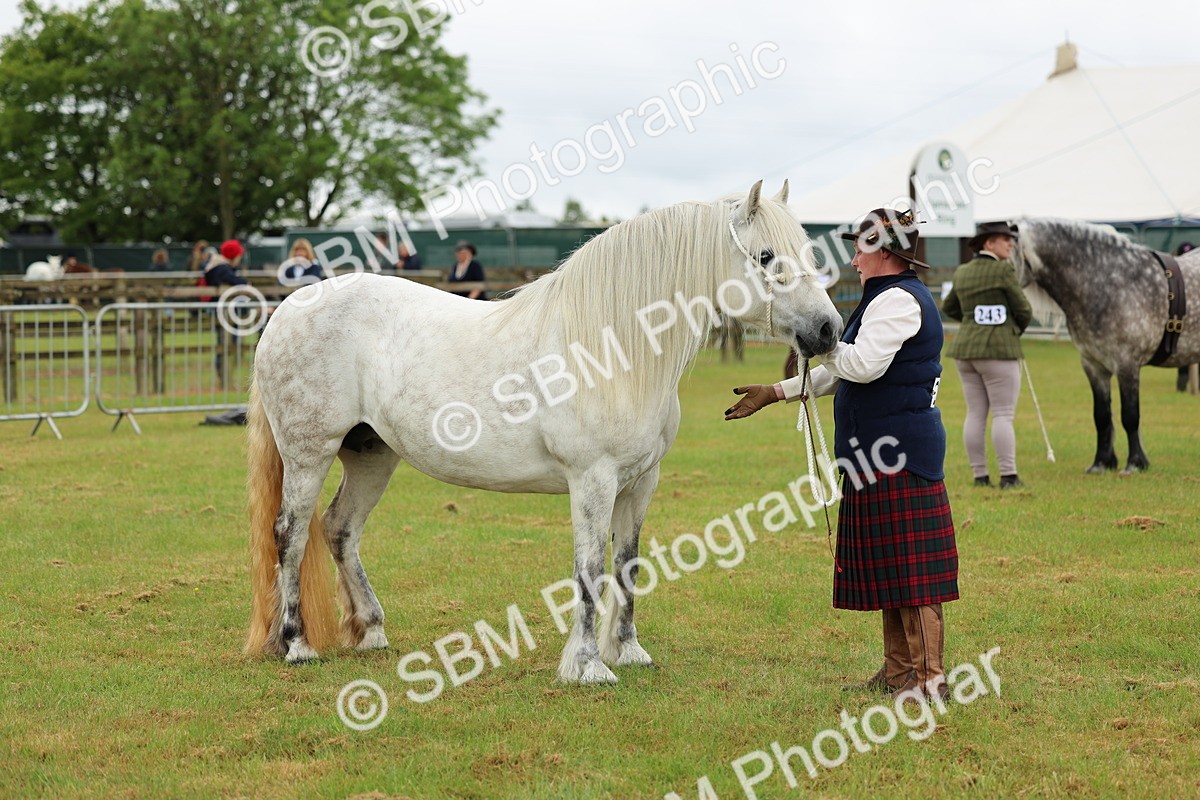 SBM_00529 - Class 58-67 - M&M Non Welsh Pony In hand
