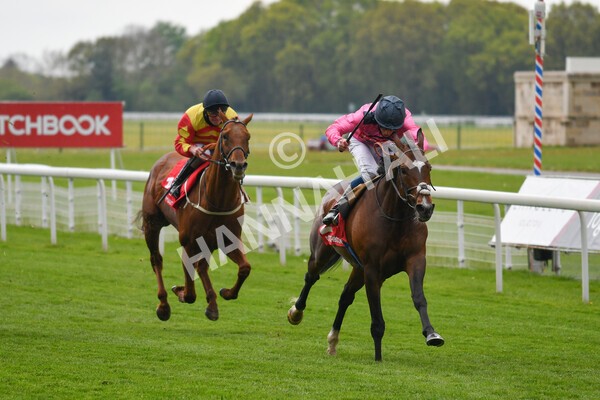 yr14052021r4-16 - Race 4 3.10pm The Matchbook Yorkshire Cup