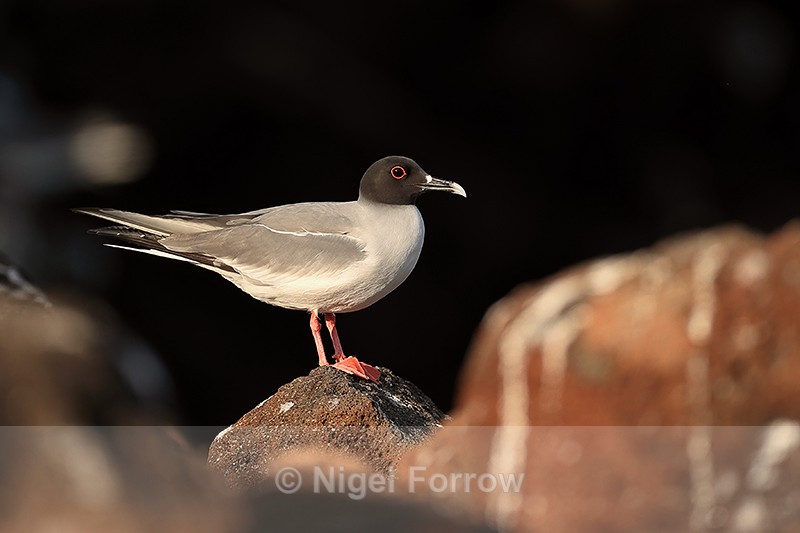 Swallow-tailed Gull, North Seymour, Galapagos - Swallow-tailed Gull