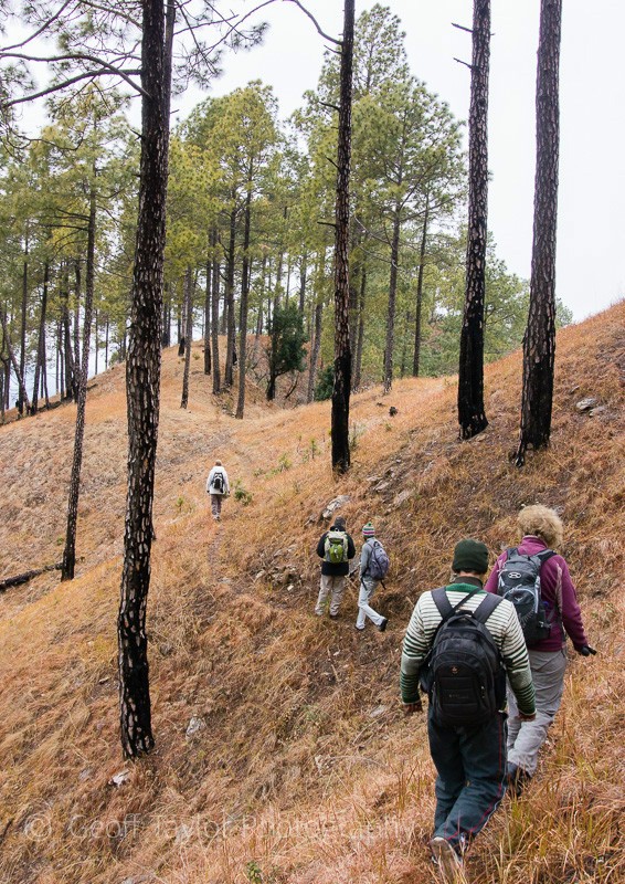 Khali Estate to Dalar - Binsar Sanctuary